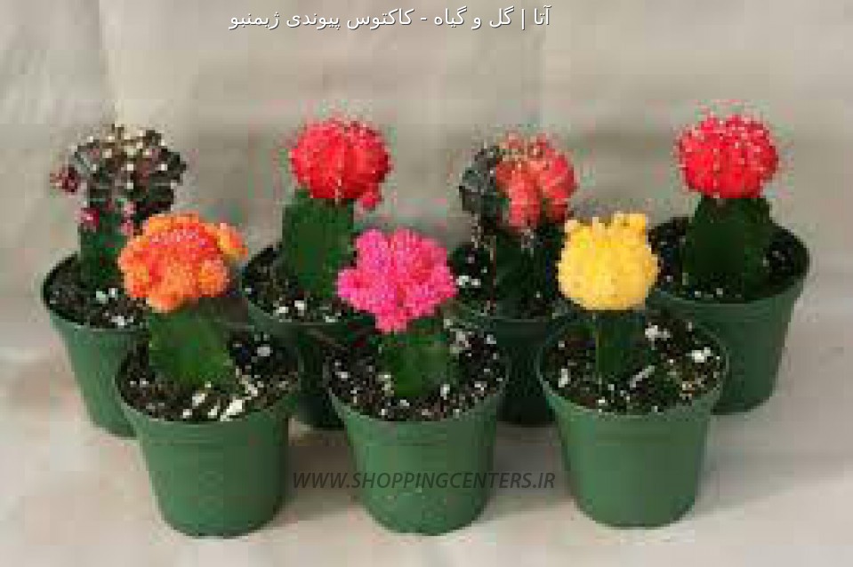 گل کاکتوس پیوندی ژیمنبو