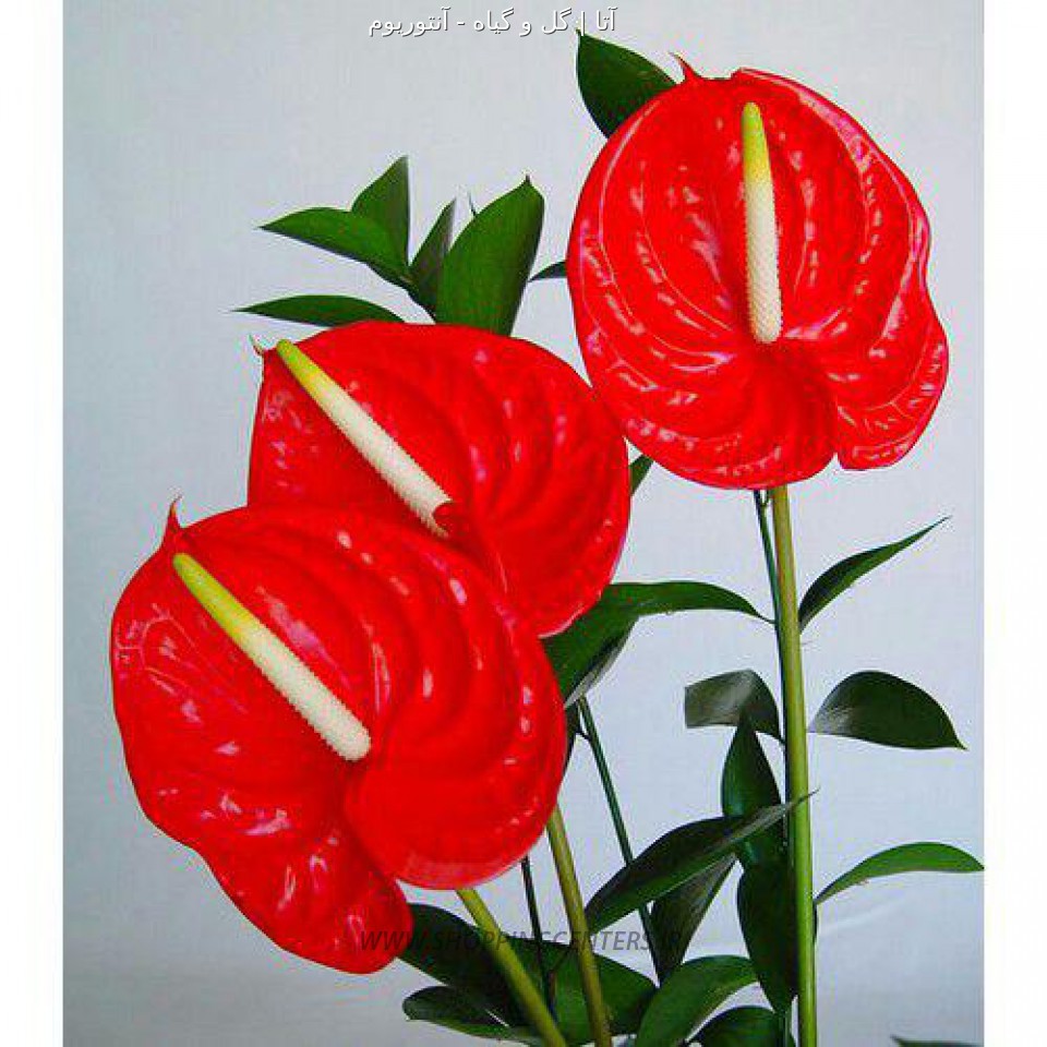 گل تزئینی آنتوریوم