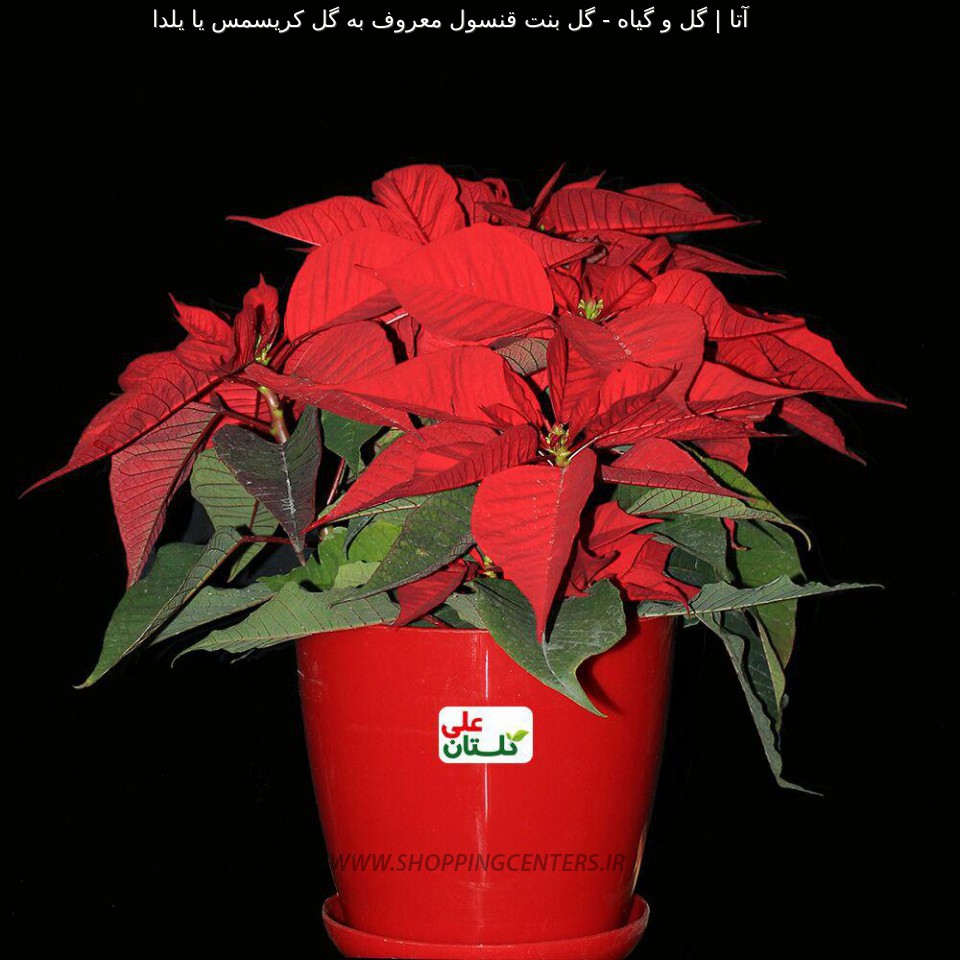 گل گل بنت قنسول معروف به گل کریسمس یا یلدا