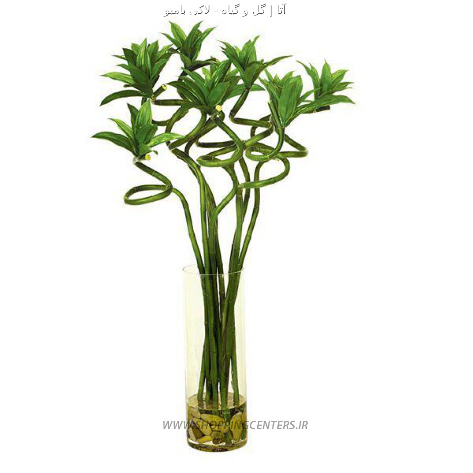 گل لاکی بامبو