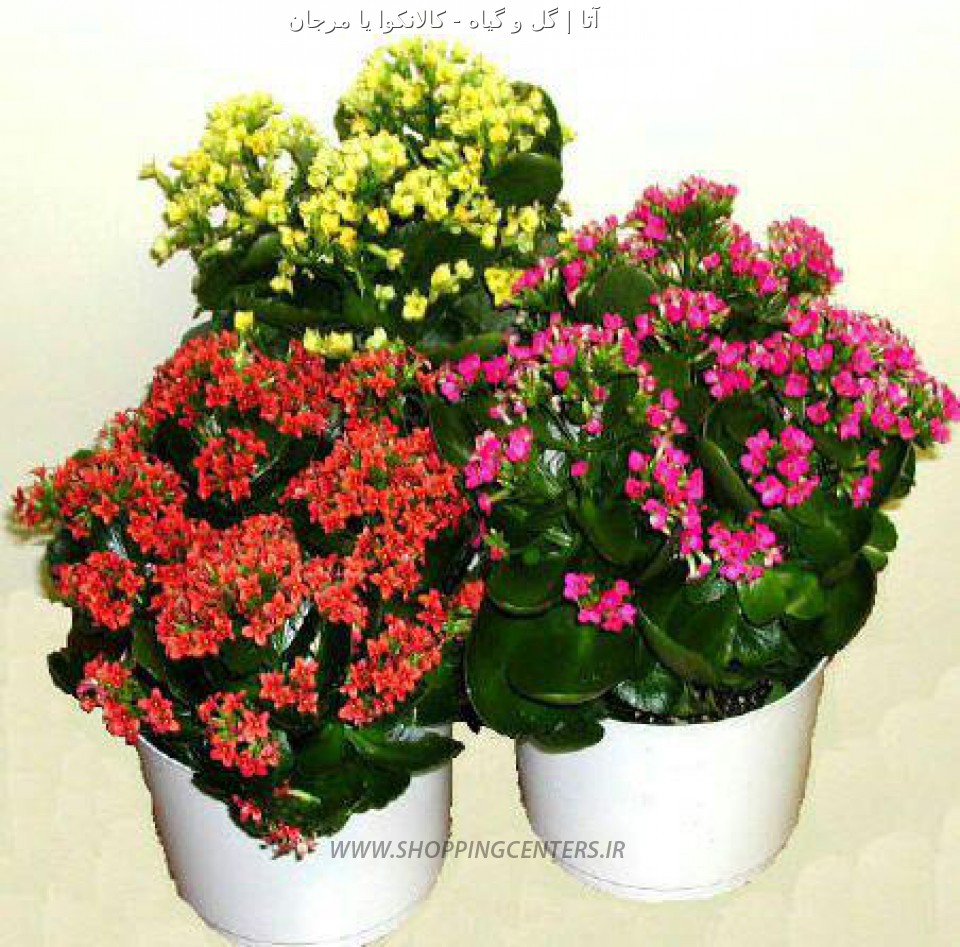 گل کالانکوا یا مرجان